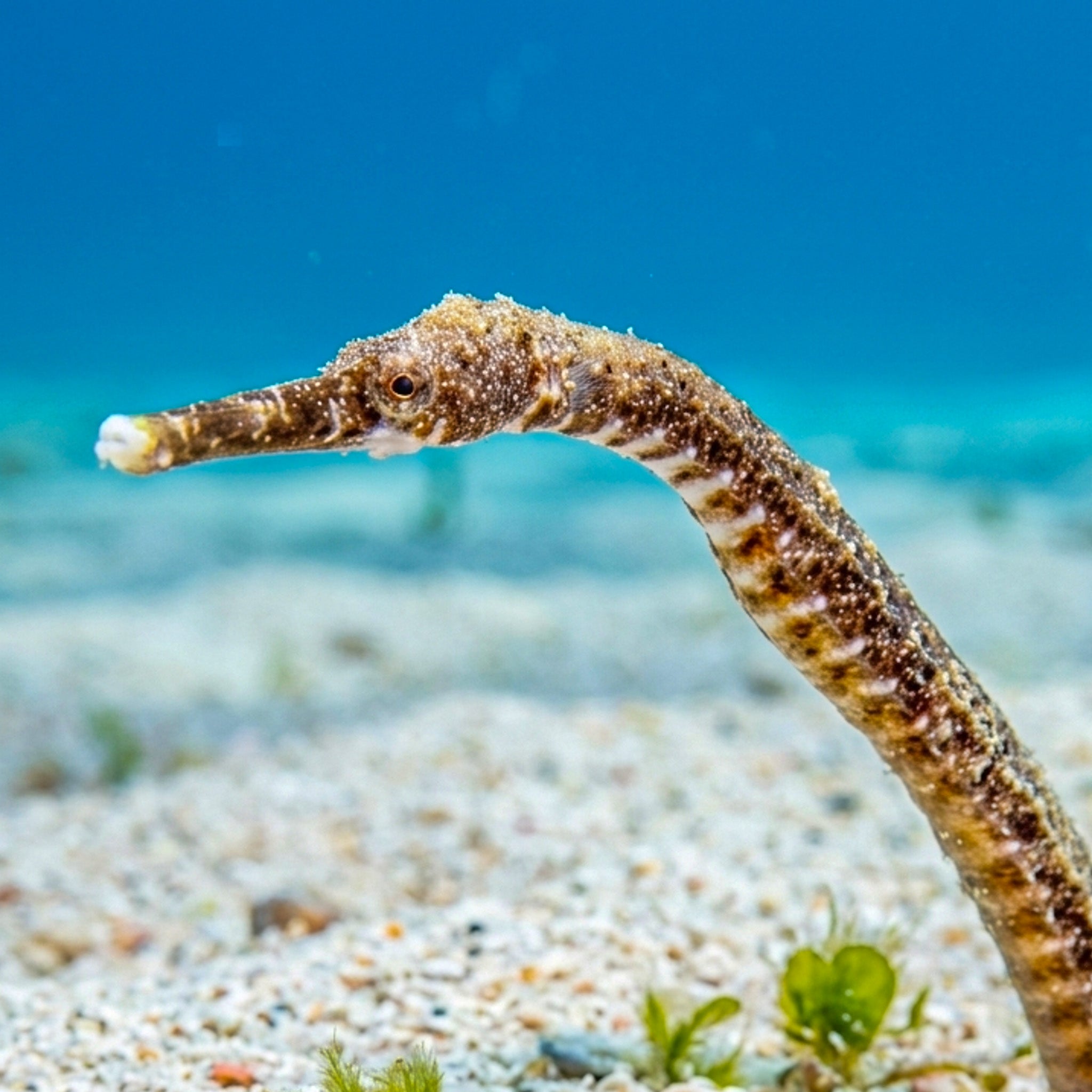 Common Pipefish