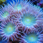 Australian Star Duncan Coral