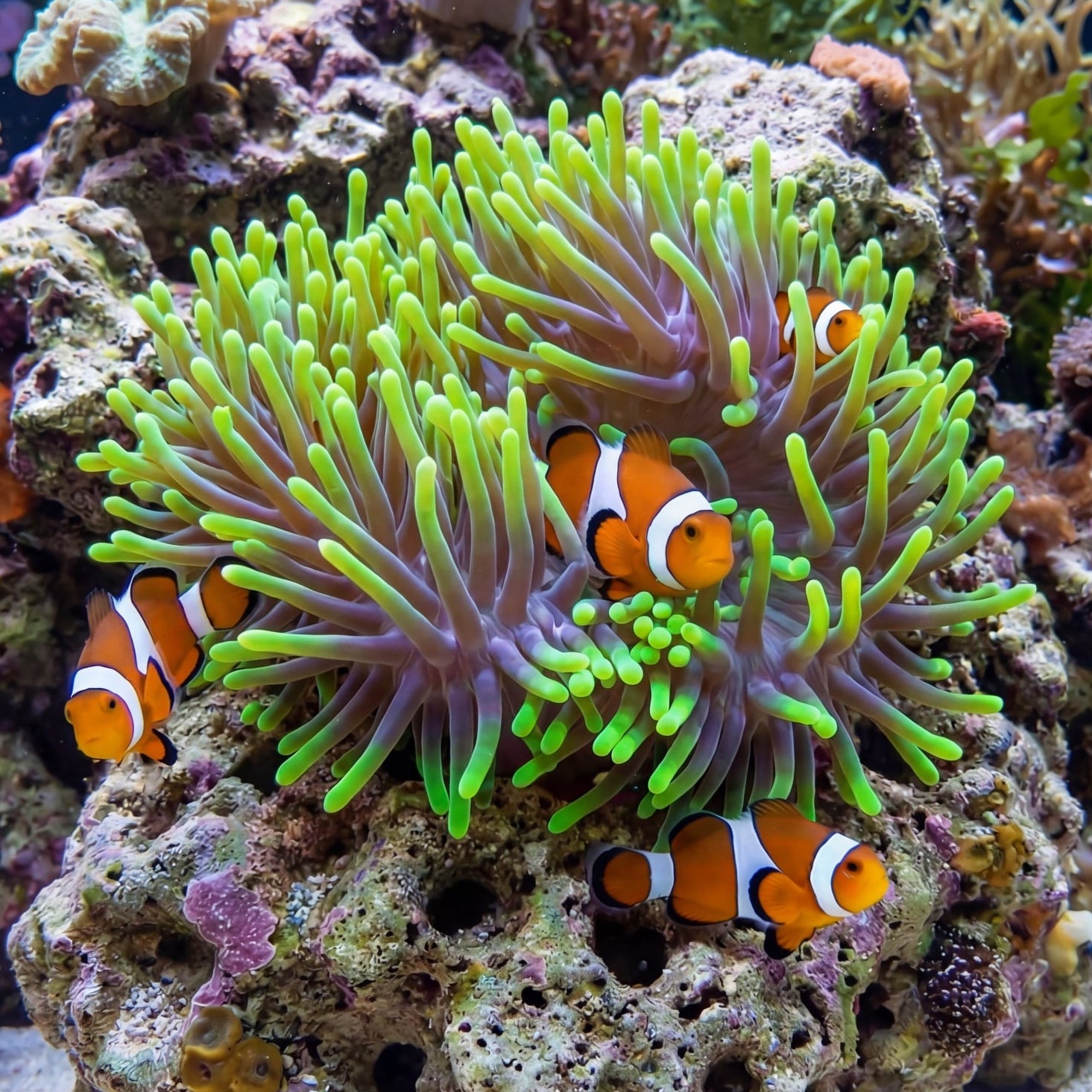 Electric Spectre Bubble Tip Anemone