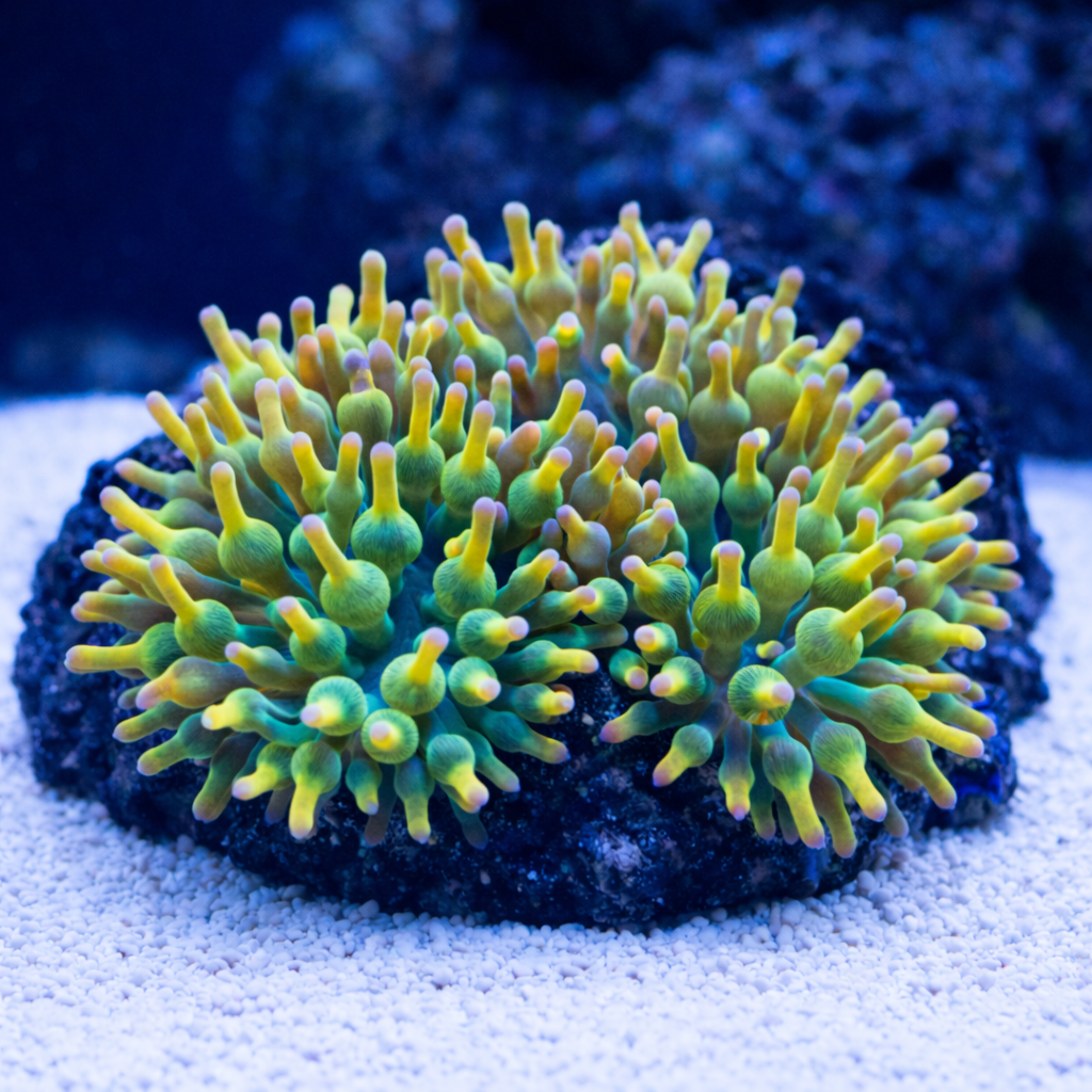 BTS Holy Grail Bubble Tip Anemone (1-3")