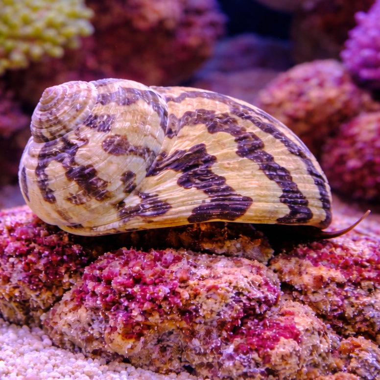 Zebra Turbo Snail (pack of 3)