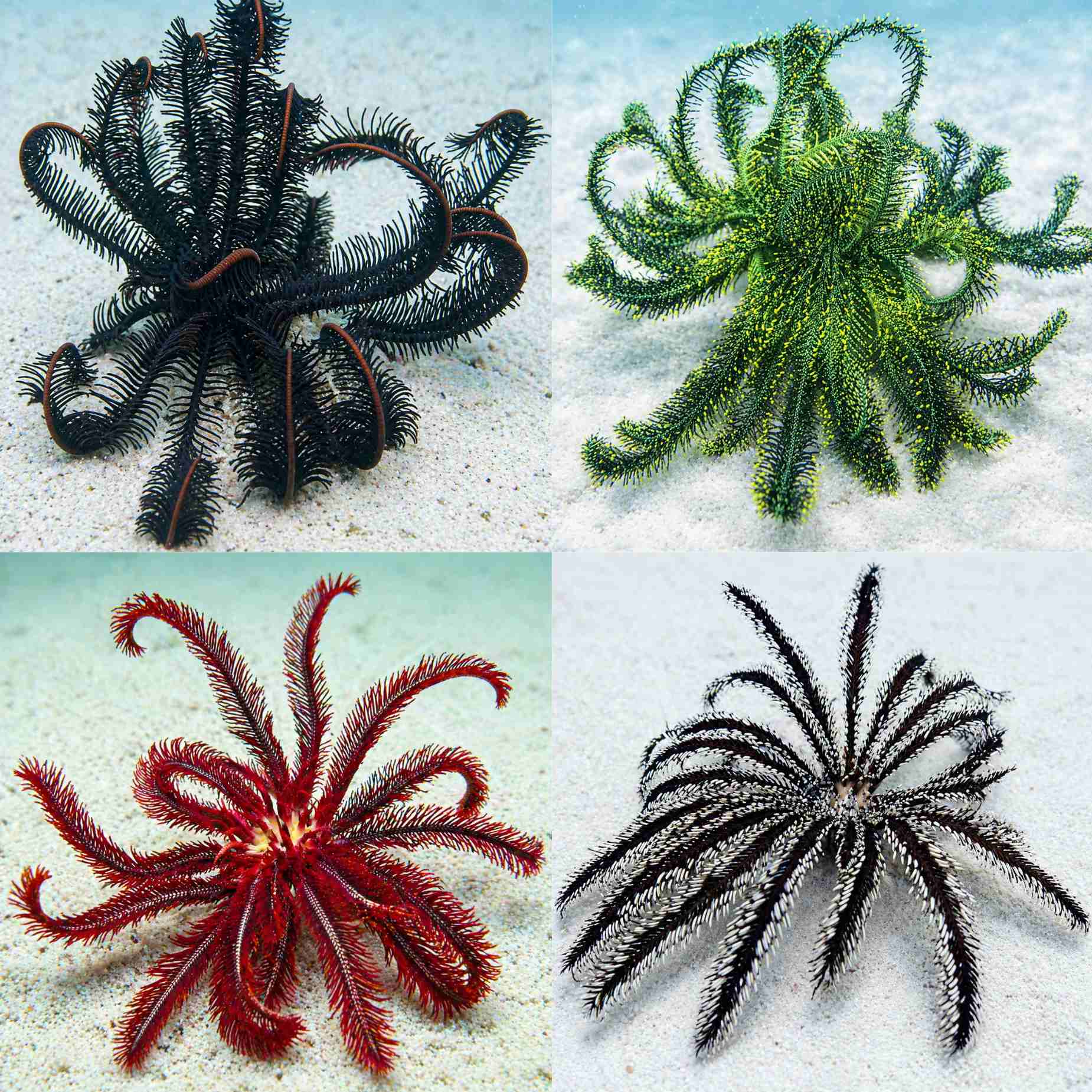 Assorted Feather Star