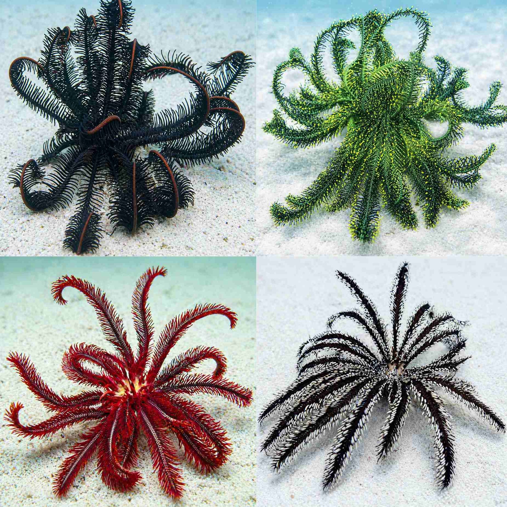 Assorted Feather Star