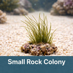 Long Reef Grass Macroalgae