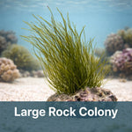 Long Reef Grass Macroalgae