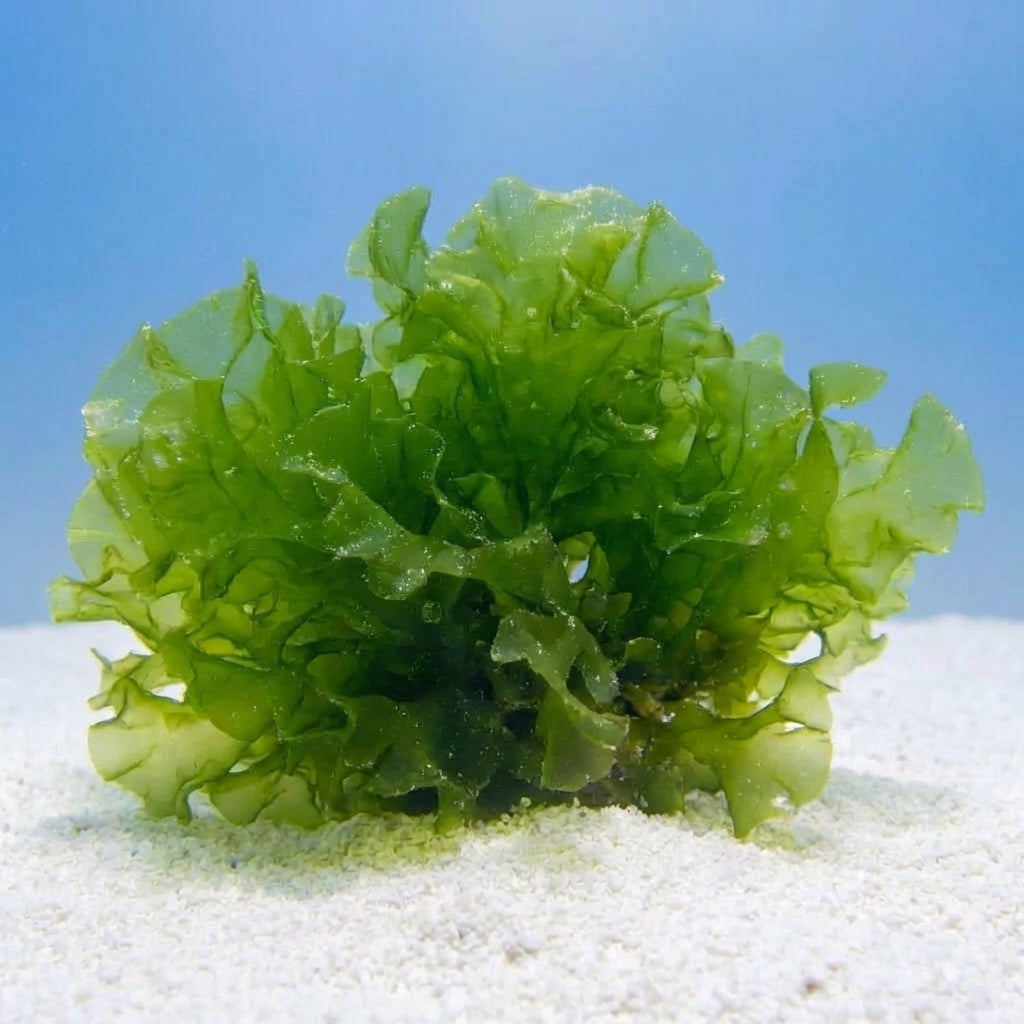 Green Sea Lettuce Ulva Macroalgae