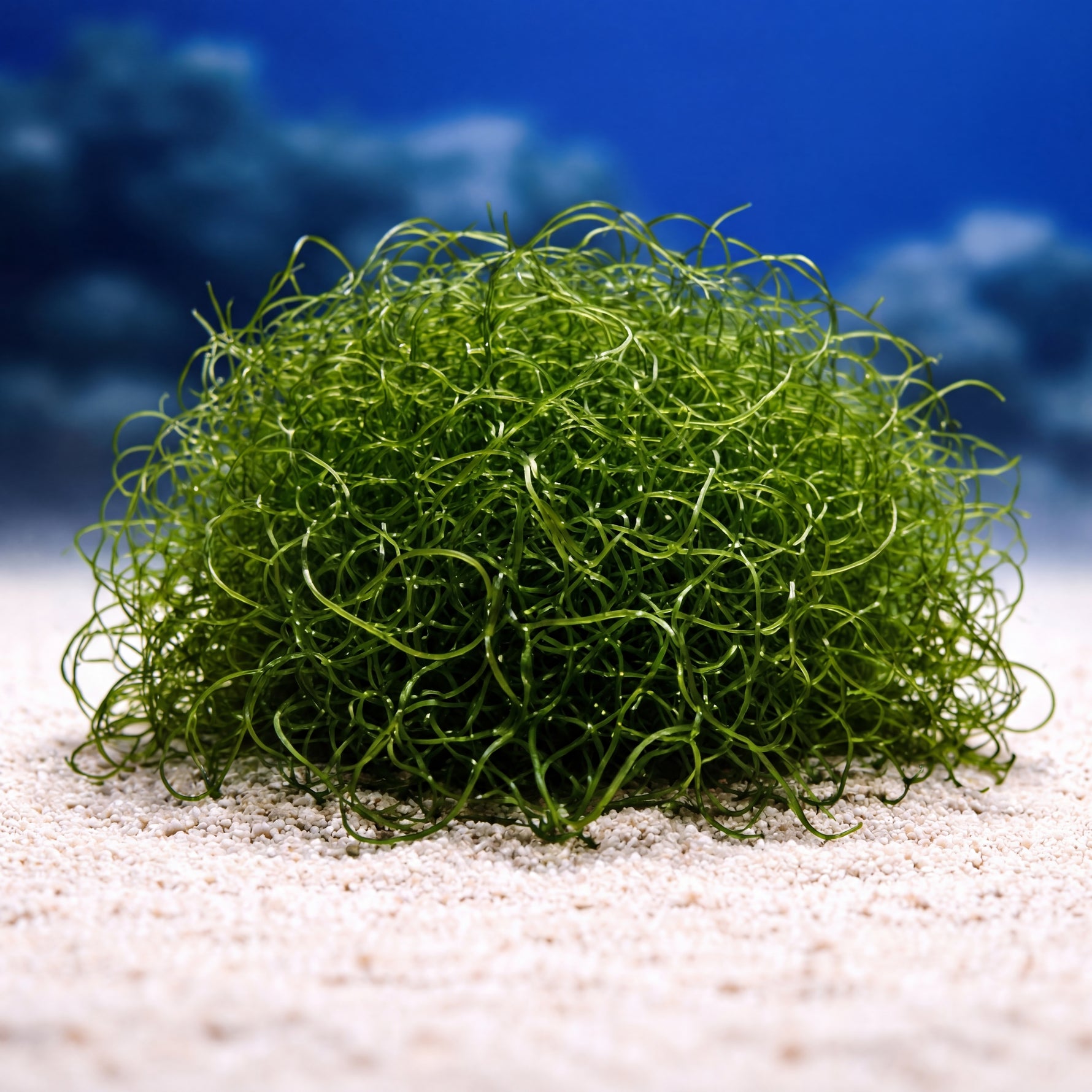 Chaetomorpha Refugium Macroalgae (Chaeto)