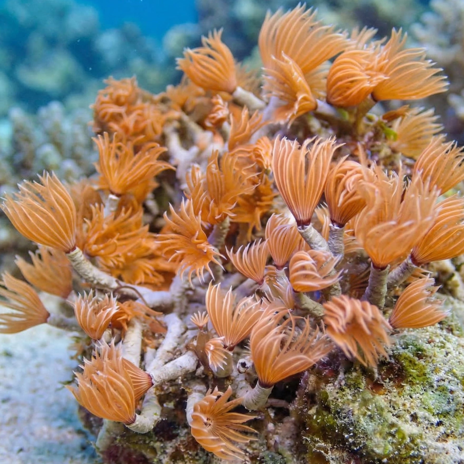Mini Fire Feather Duster Colony (Self-Propagating)