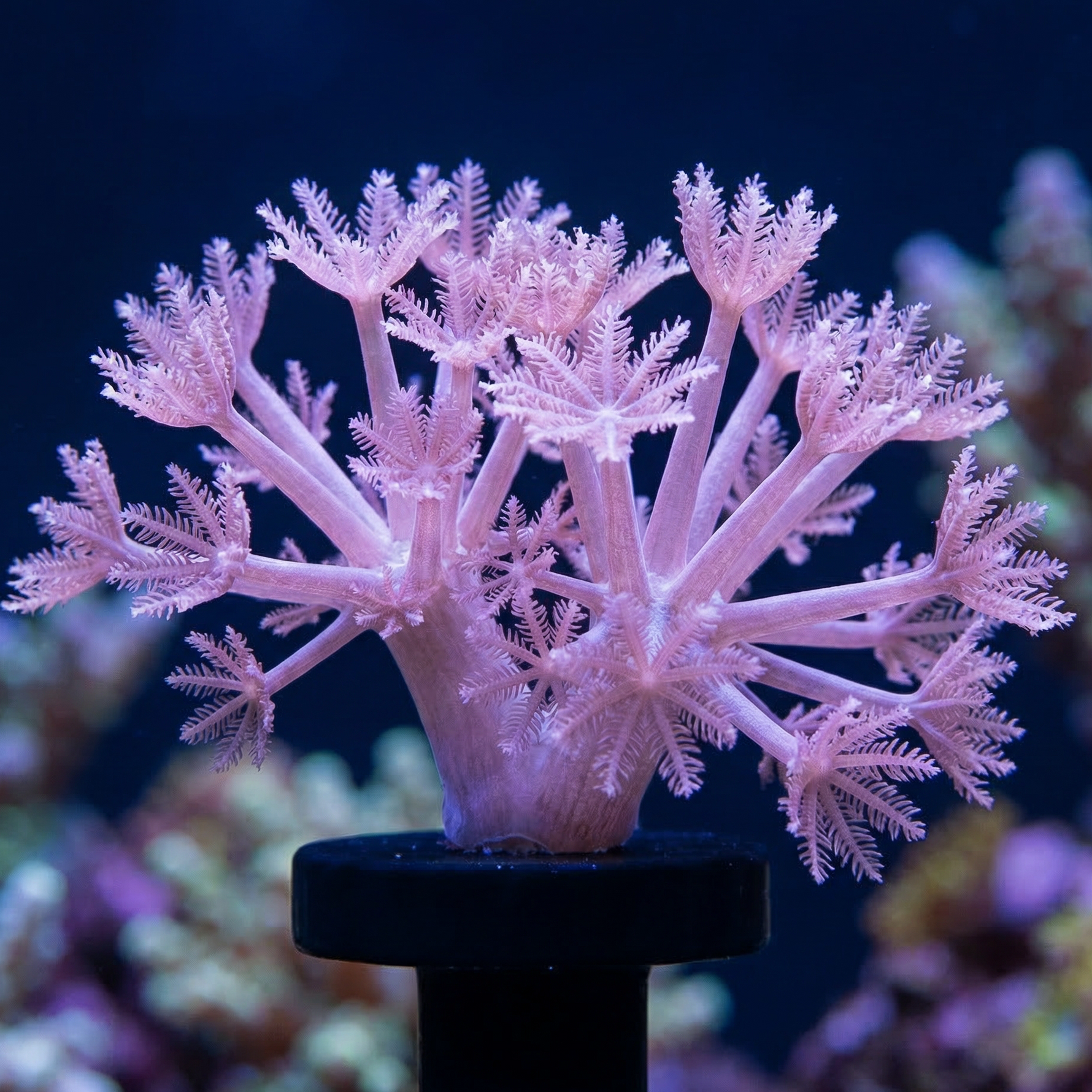 Silver Pulsing Xenia