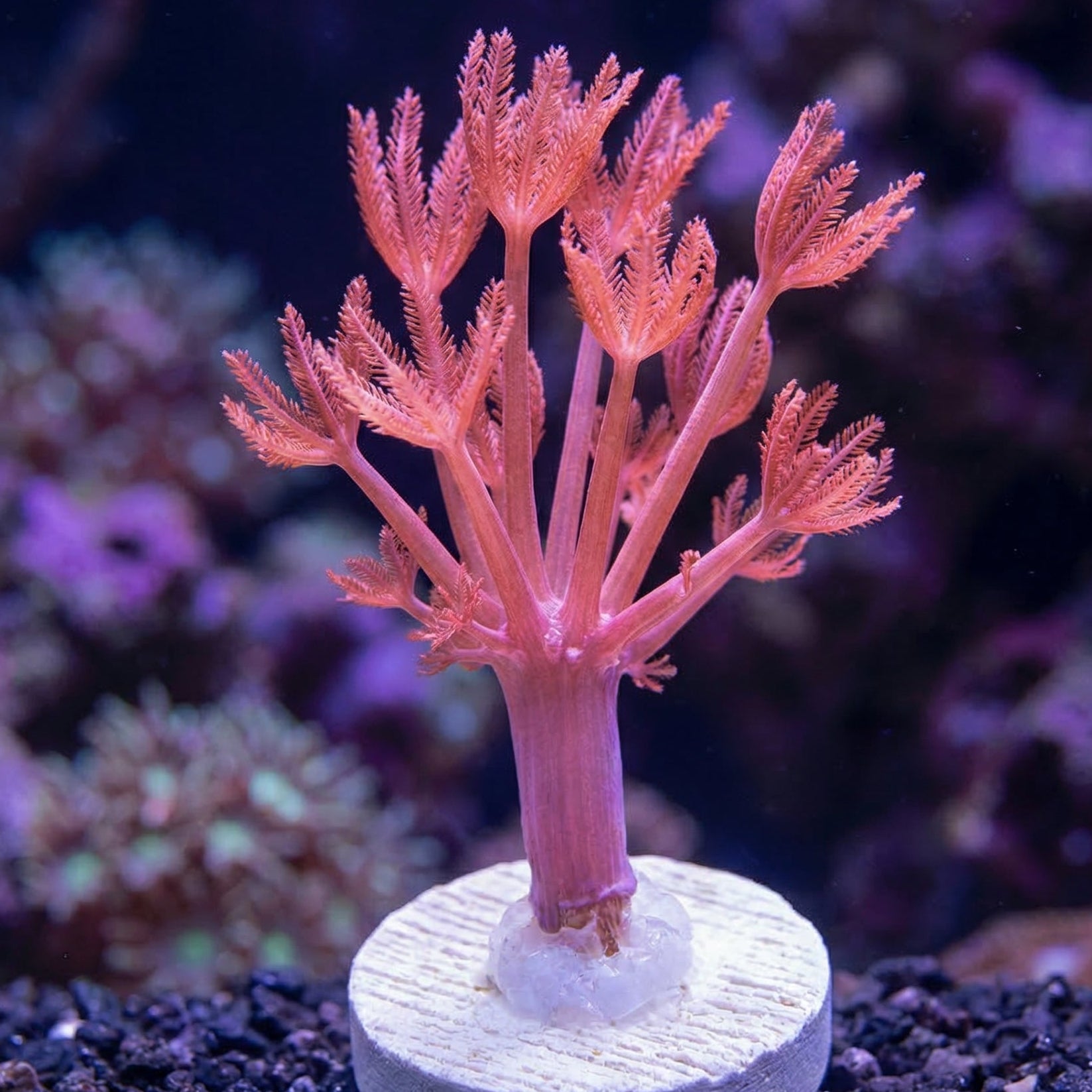 Ruby Pulsing Xenia