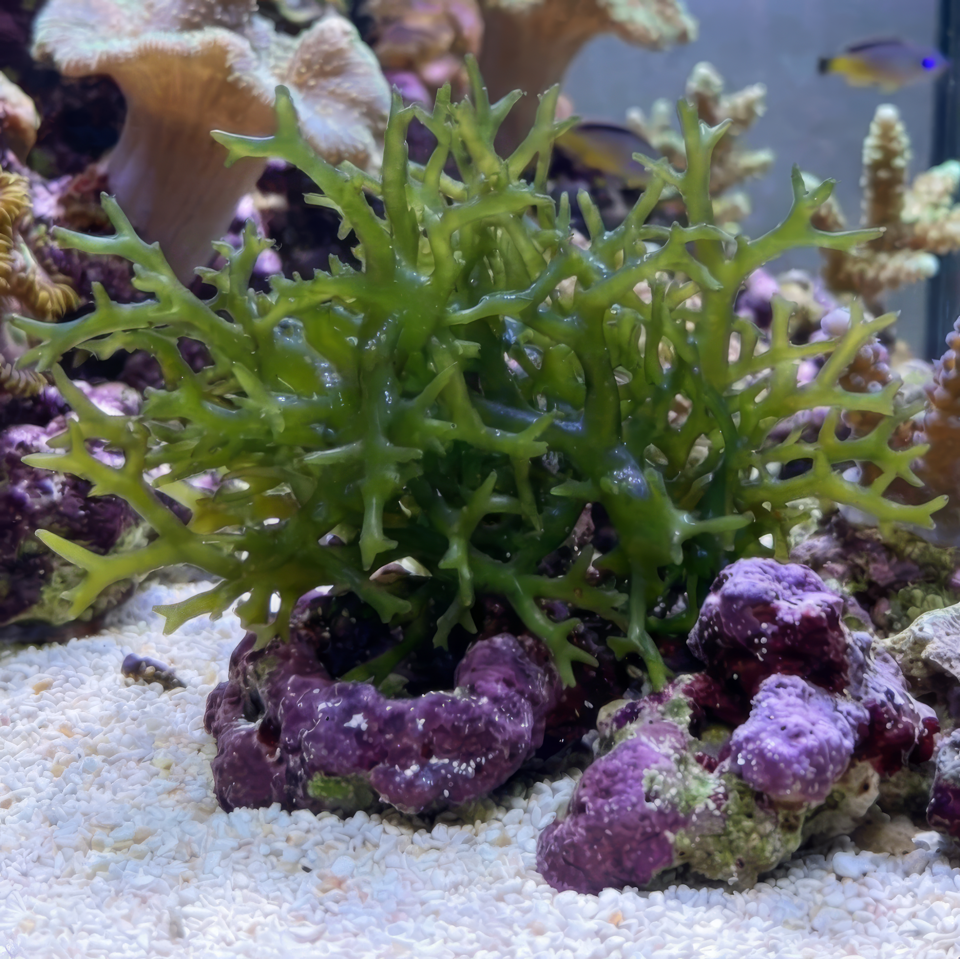 Jade Money Tree Macroalgae