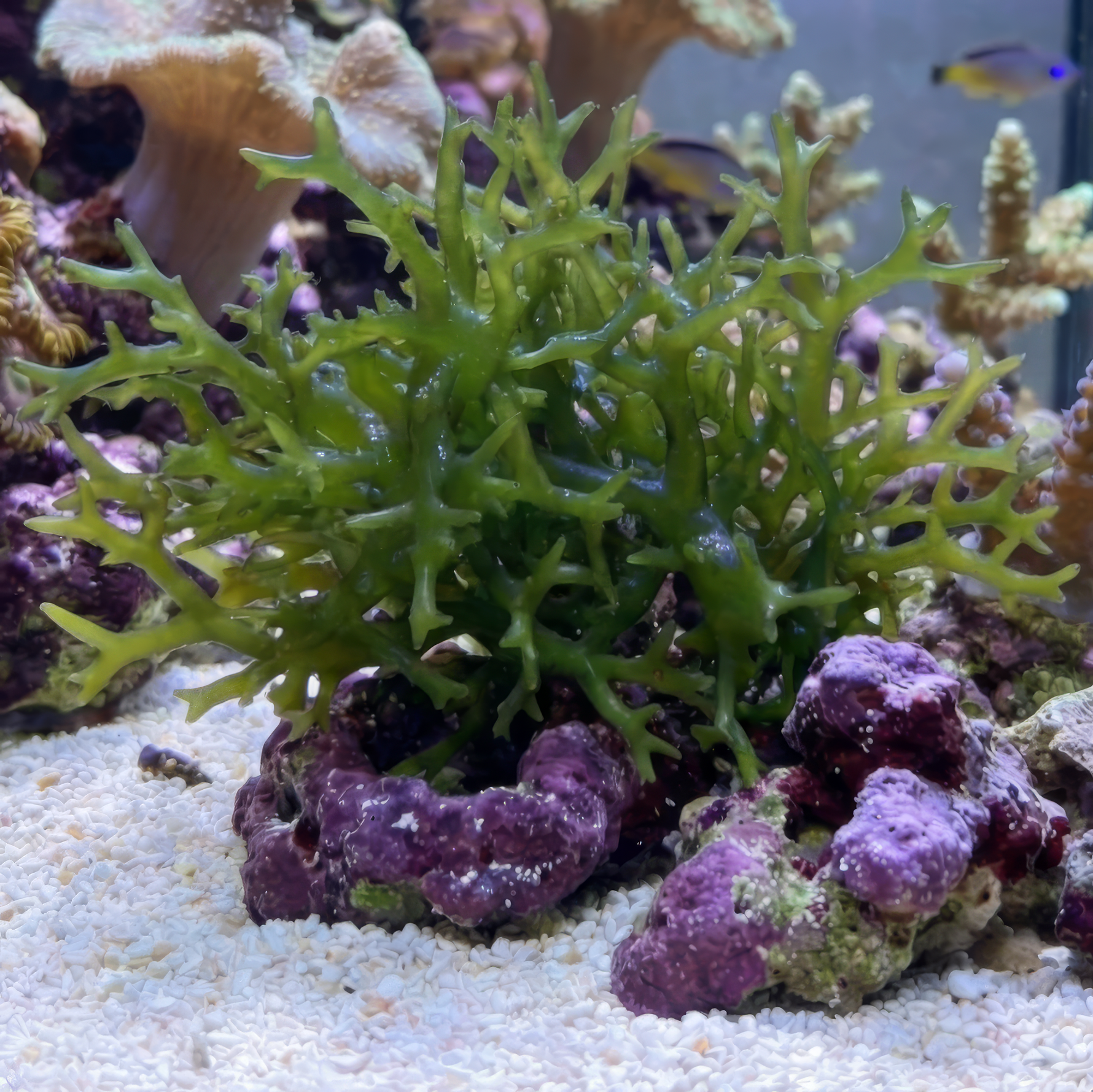 Jade Money Tree Macroalgae