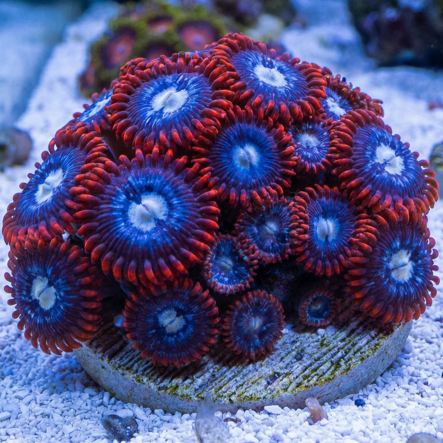 Fire and Ice Zoa Colony (10-15 Polyps)