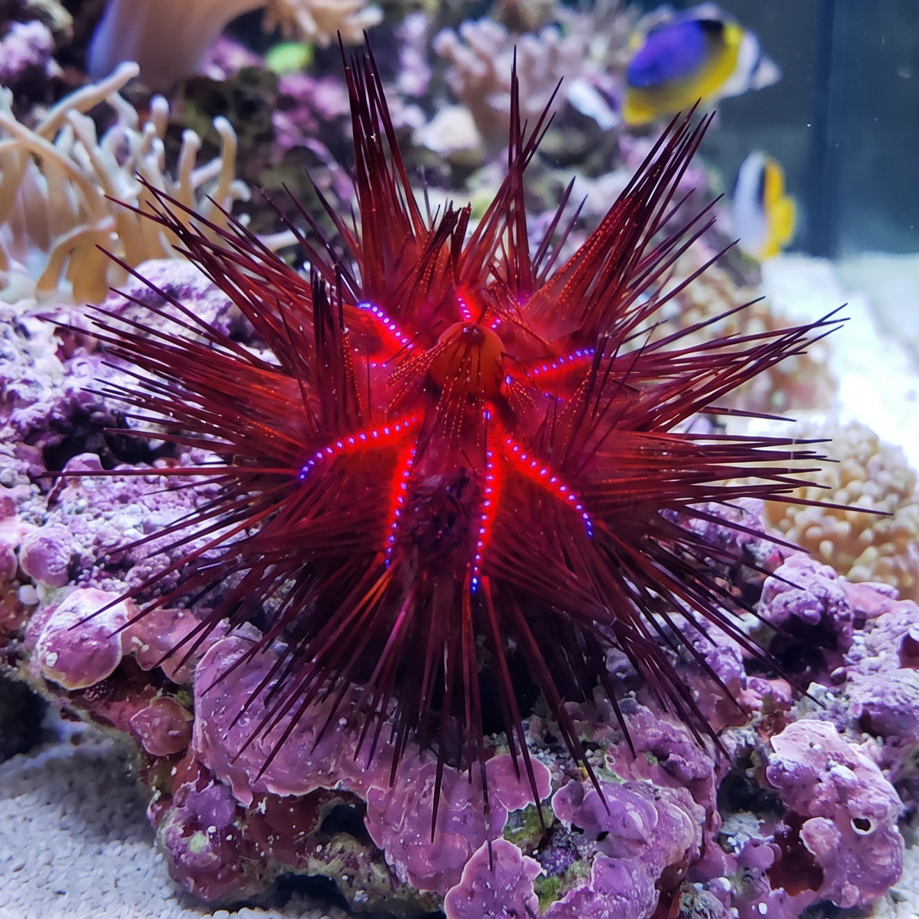 Blue Eyes Fire Urchin