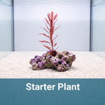 Scarlet Serrata Macroalgae