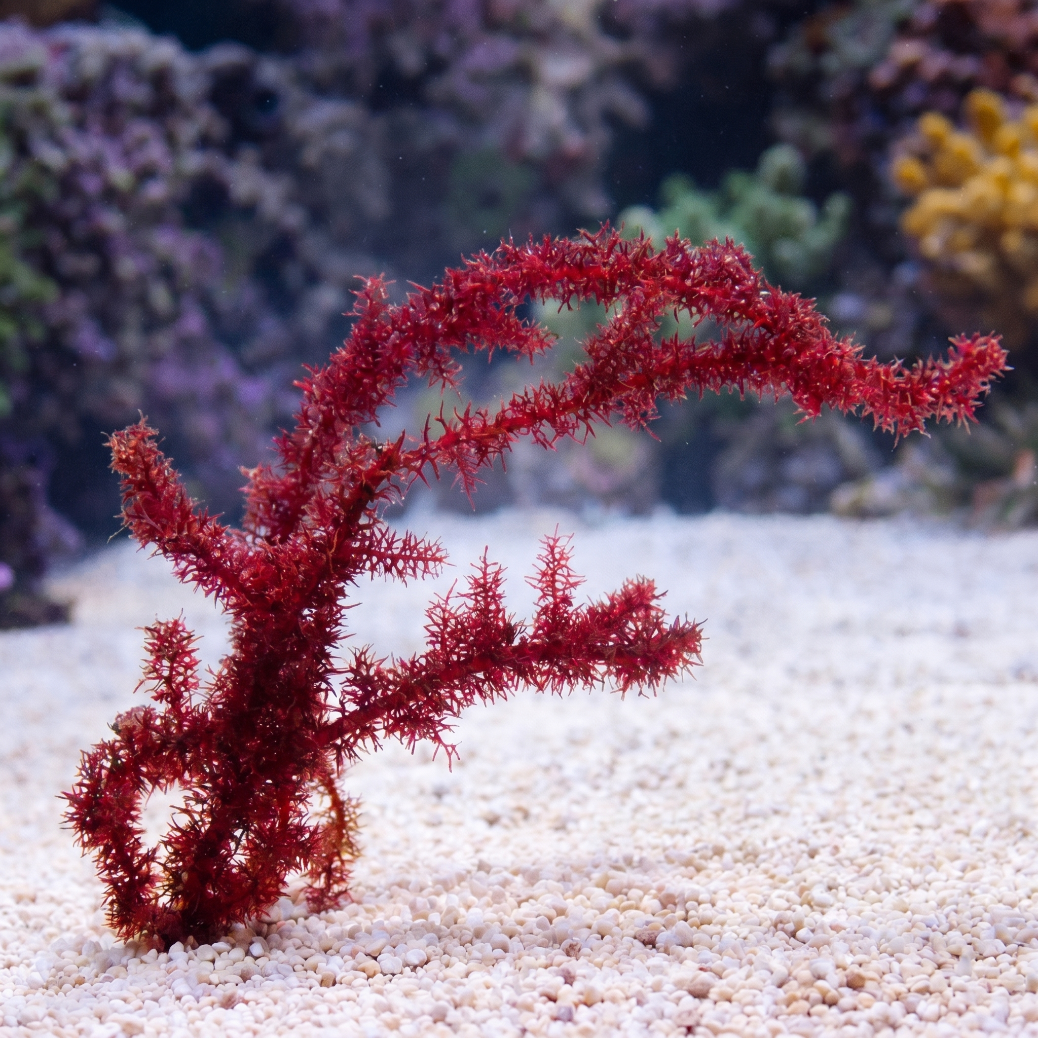 Red Chenille Macroalgae