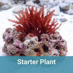 Scarlet Swords Macroalgae