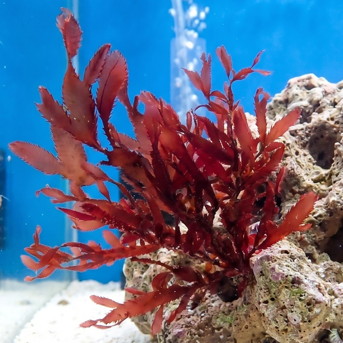 Red Razorback Macroalgae