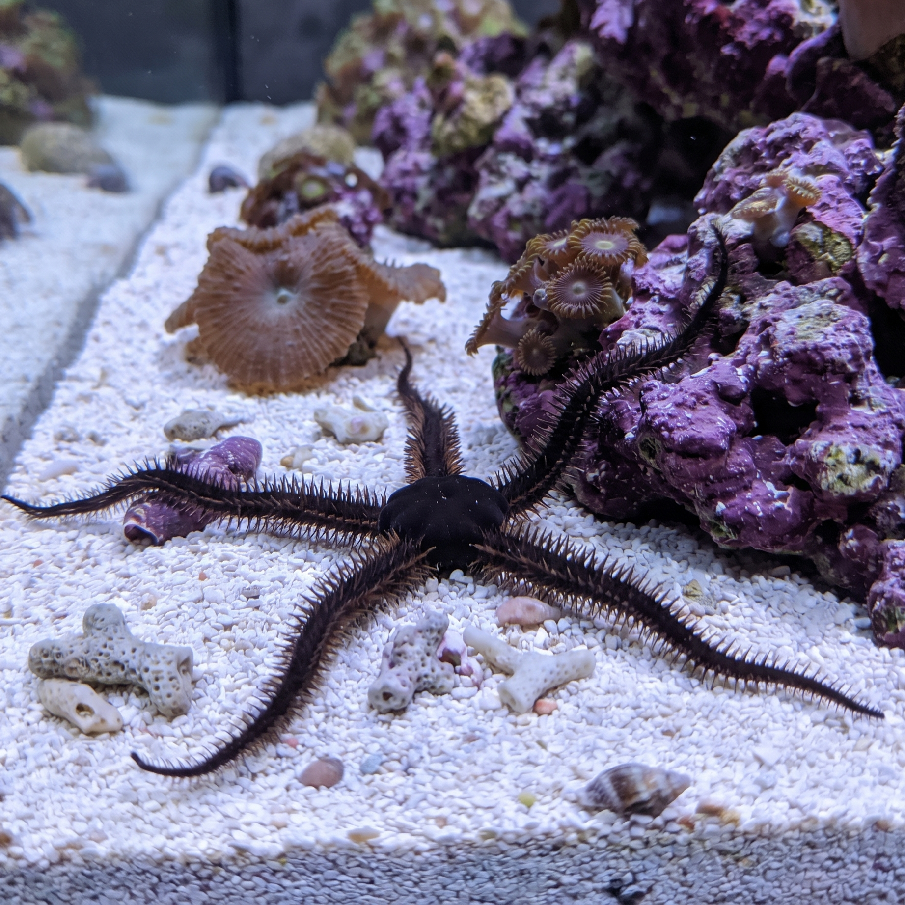 Black Brittle Star