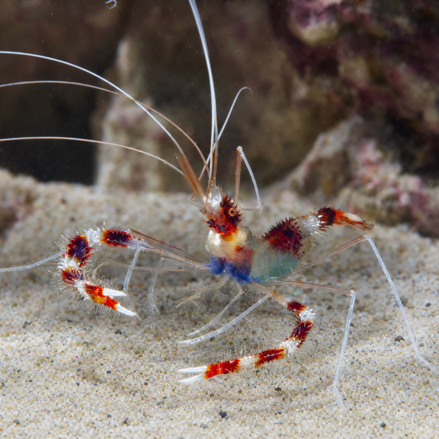 Coral Banded Shrimp