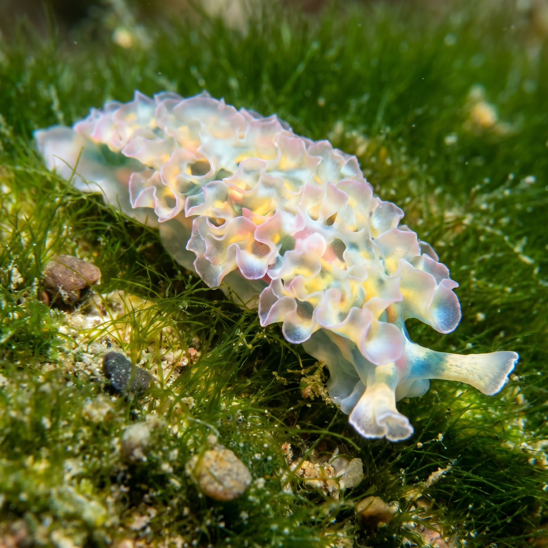 Lettuce Nudibranch (Hair Algae Eater)