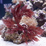 Phoenix Feather Macroalgae