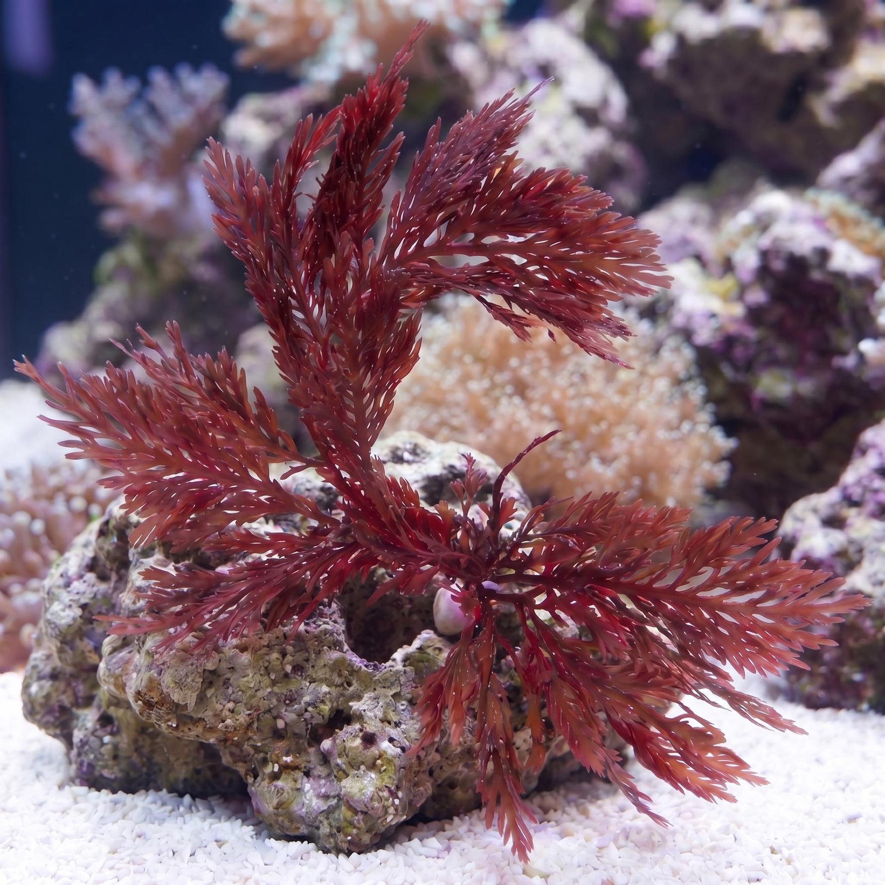 Phoenix Feather Macroalgae
