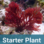 Phoenix Feather Macroalgae