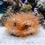 Flying Flame Scallop