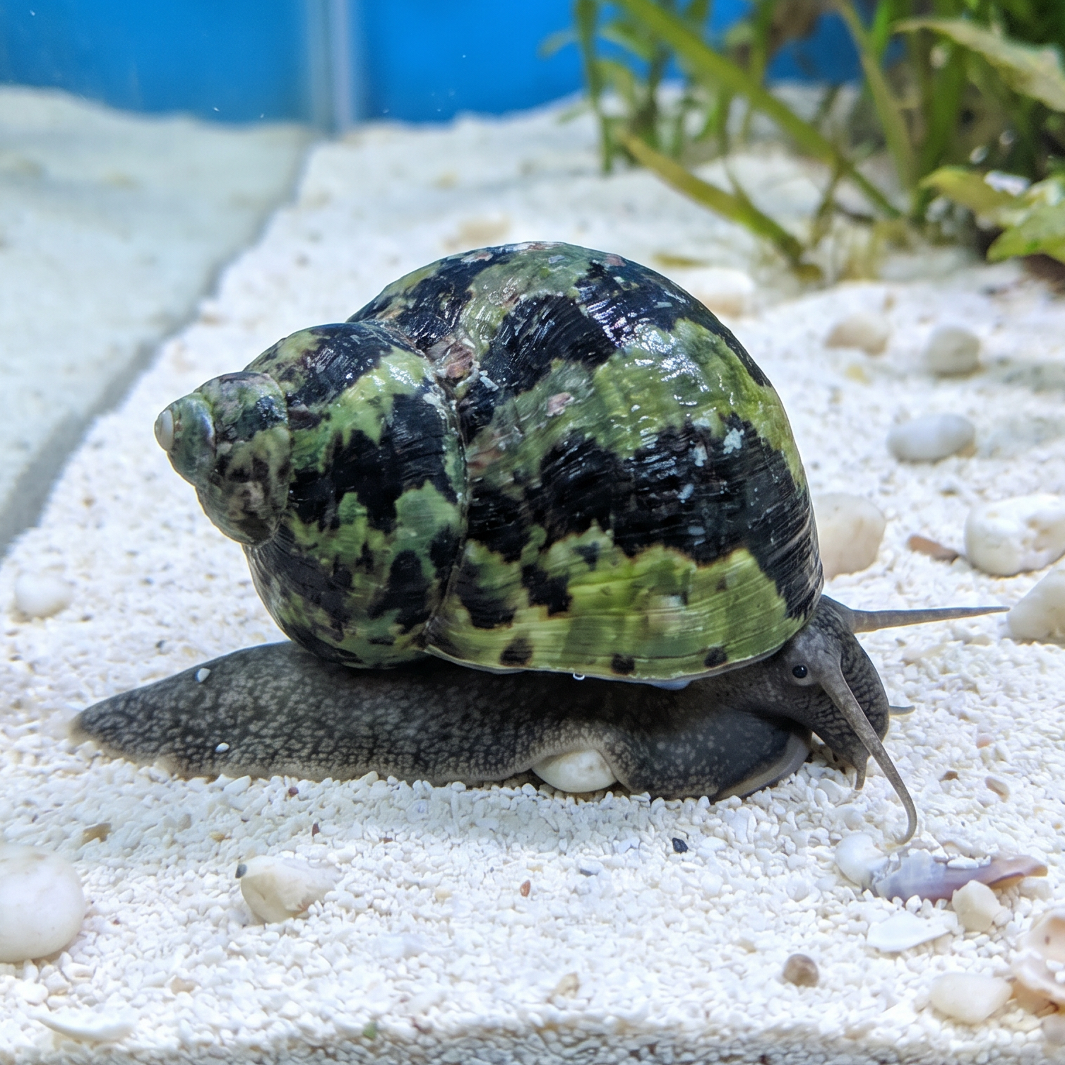 Giant Turbo Snail