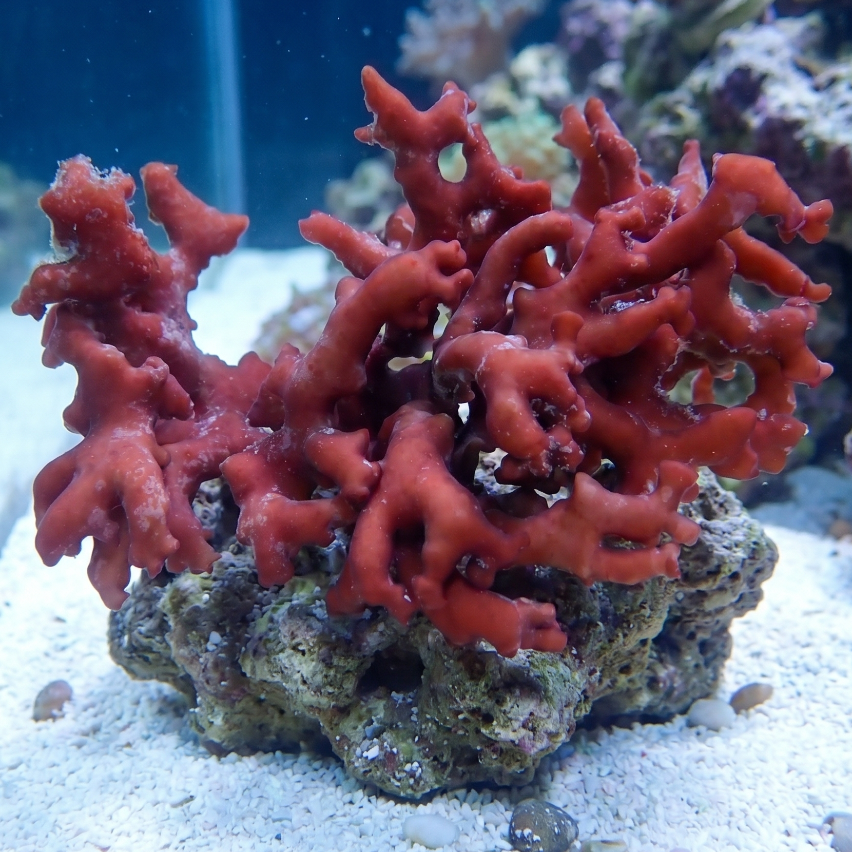 Red Coral Macroalgae