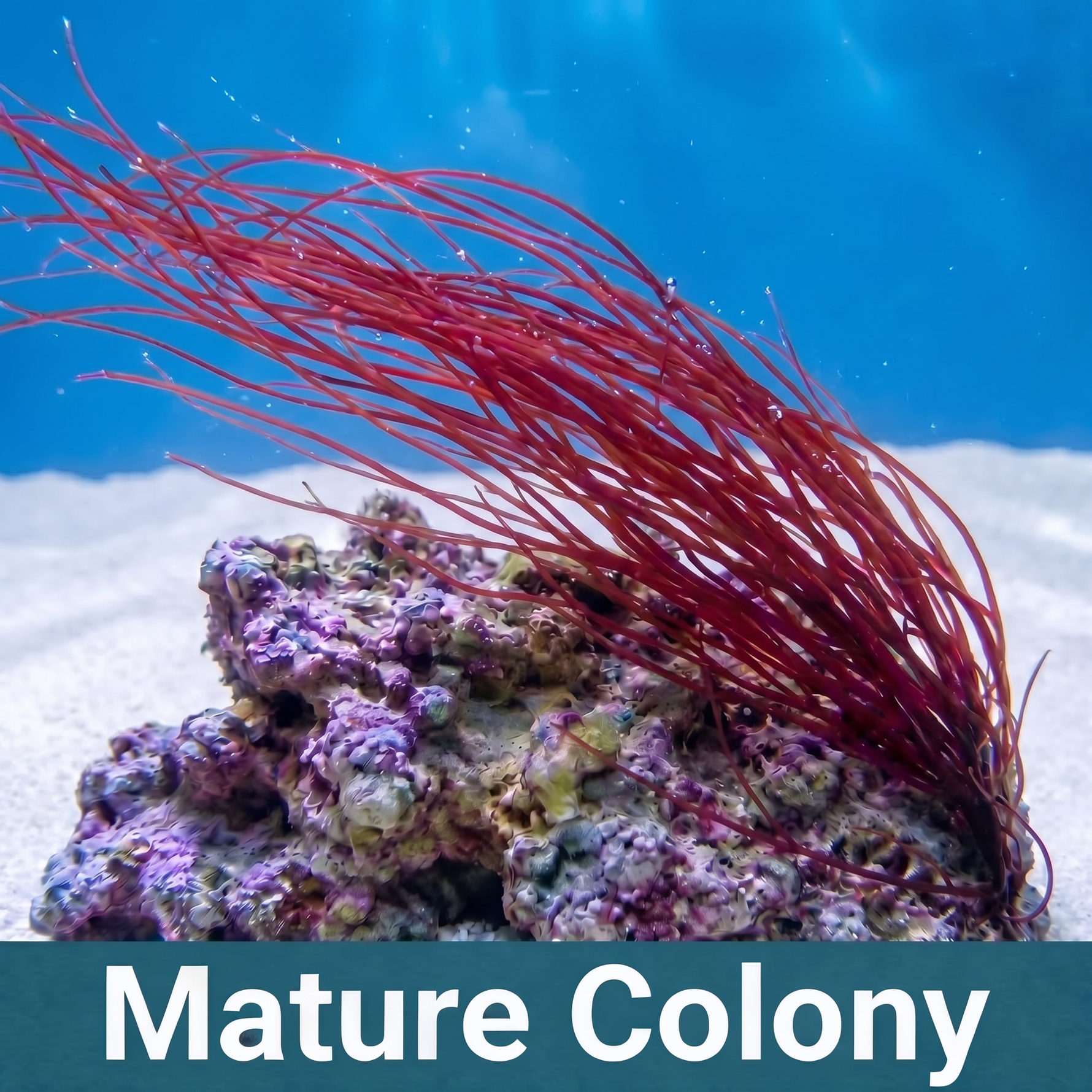 Angel Hair Macroalgae