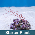 Angel Hair Macroalgae