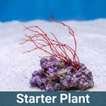 Red Rosary Macroalgae