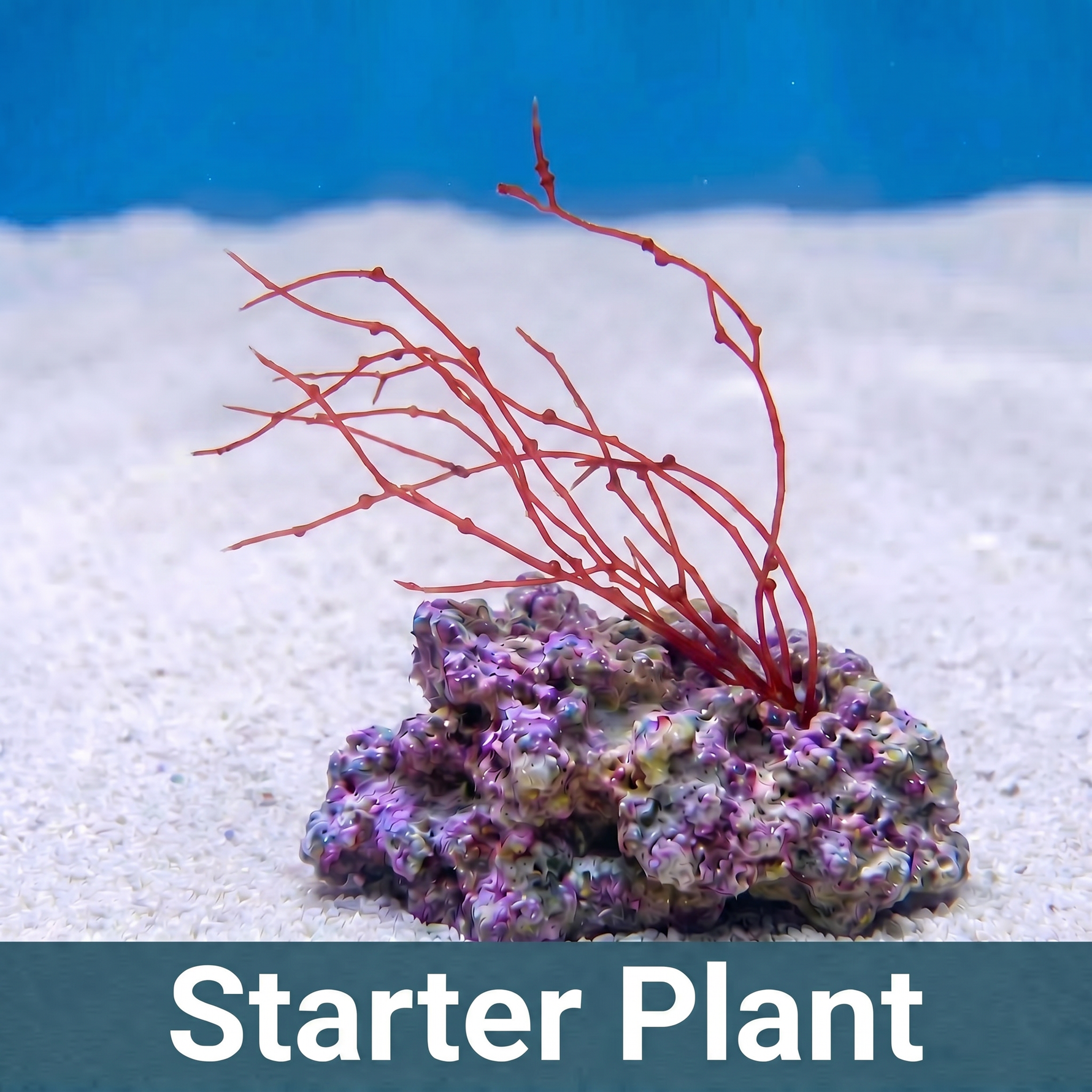 Red Rosary Macroalgae