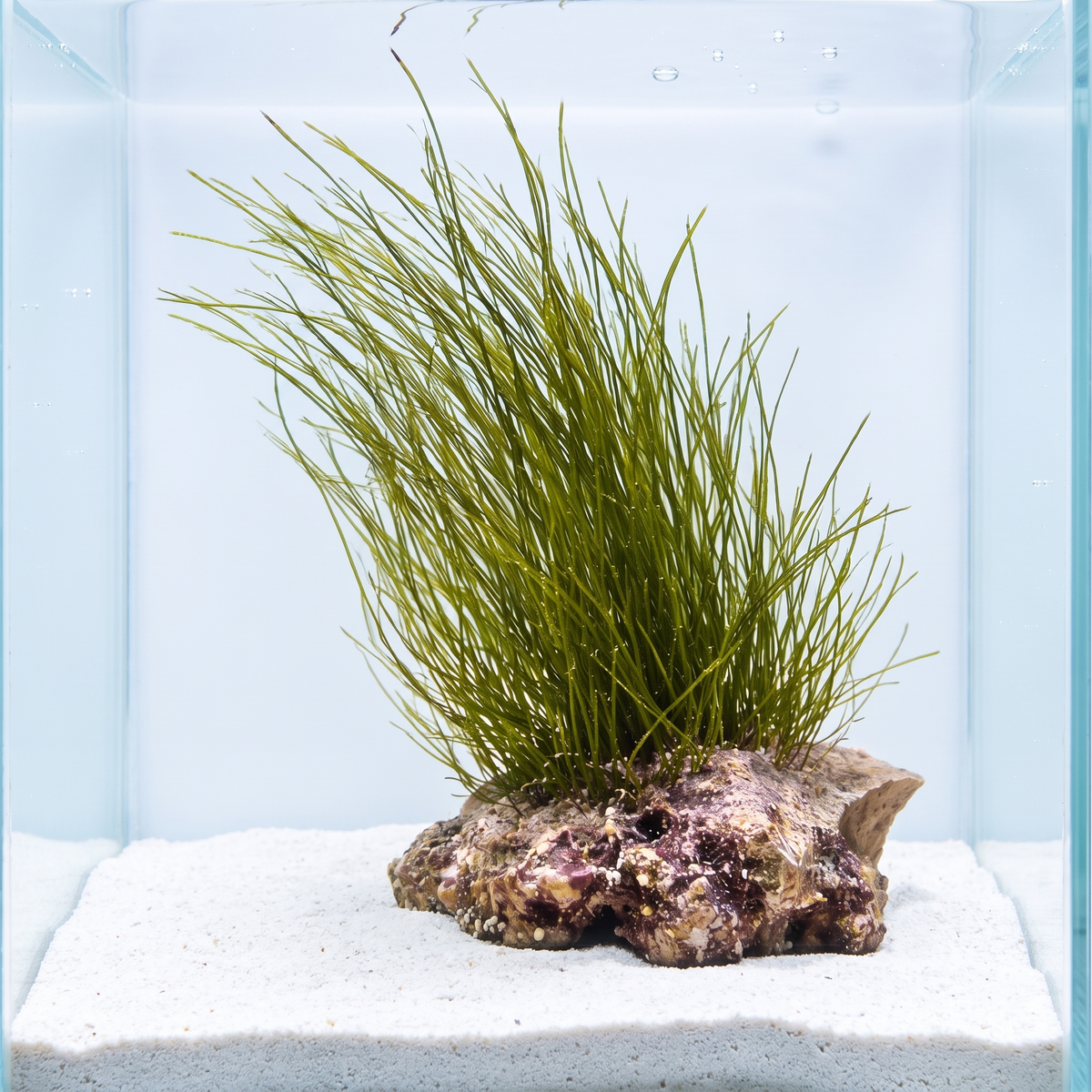 Long Reef Grass Macroalgae