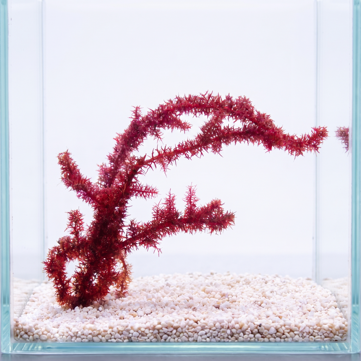 Red Chenille Macroalgae