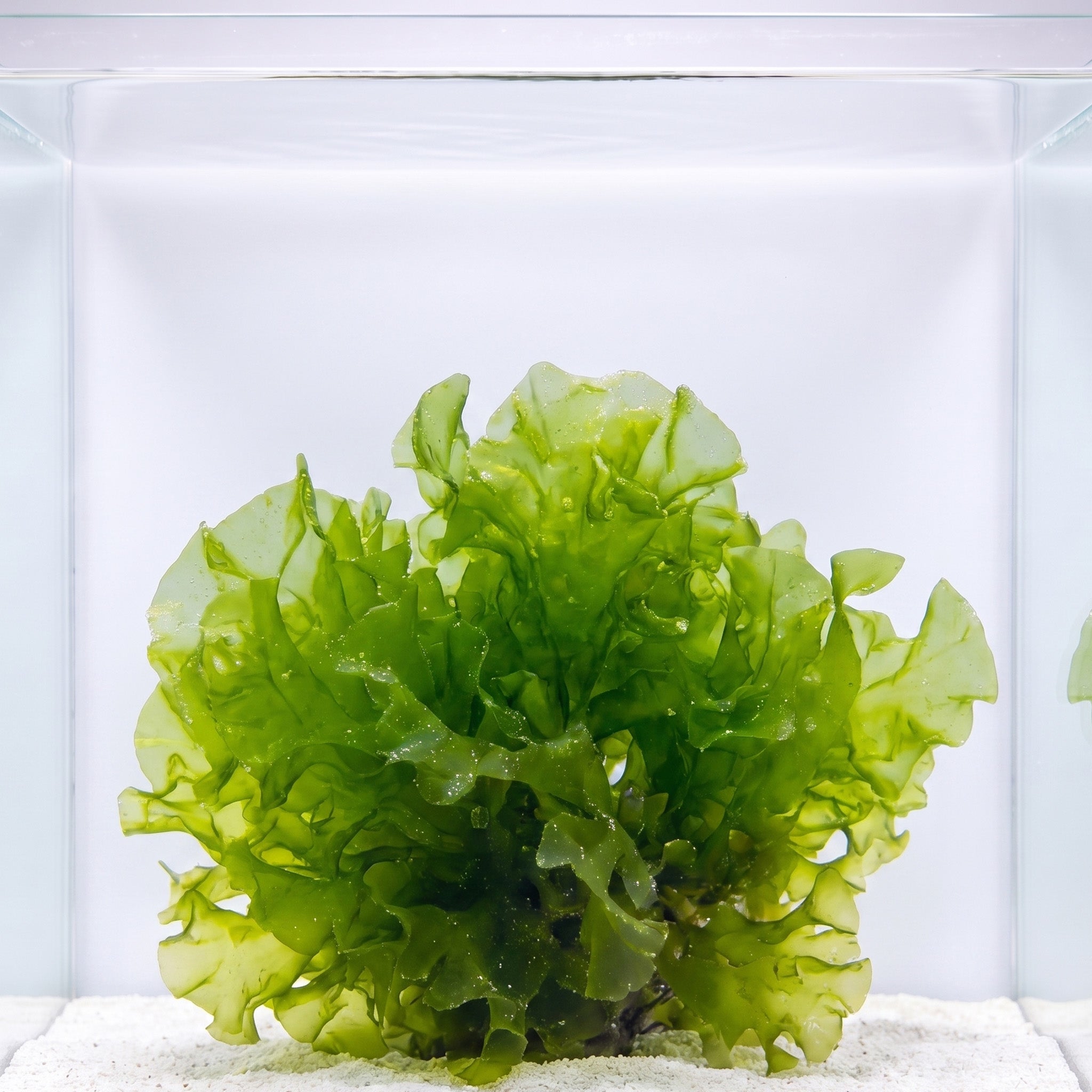 Green Sea Lettuce Ulva Macroalgae