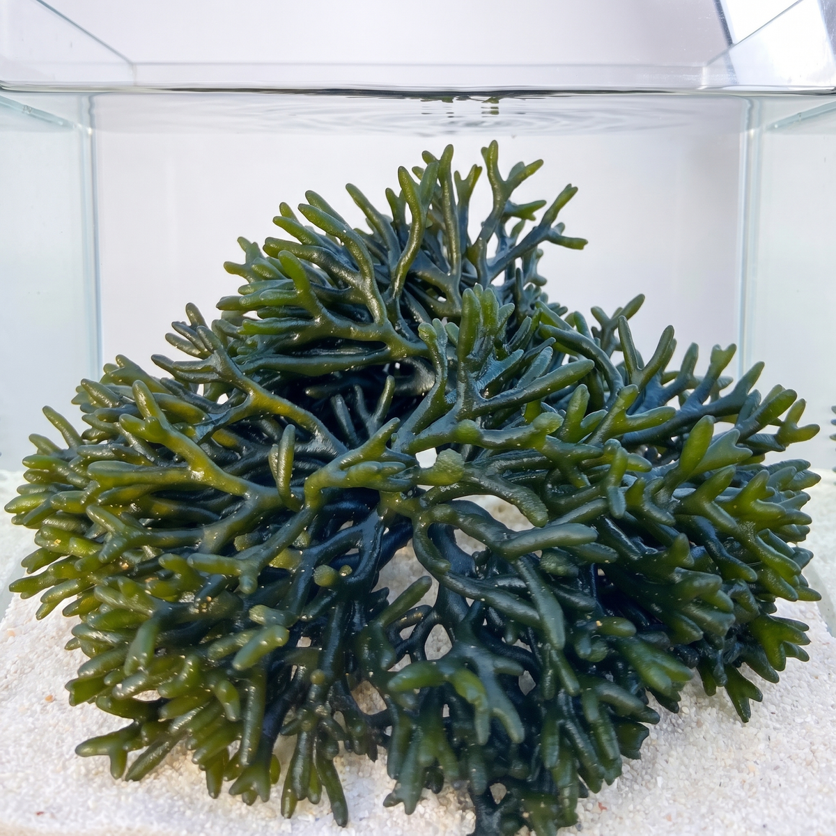 Codium Green Seaweed Macroalgae
