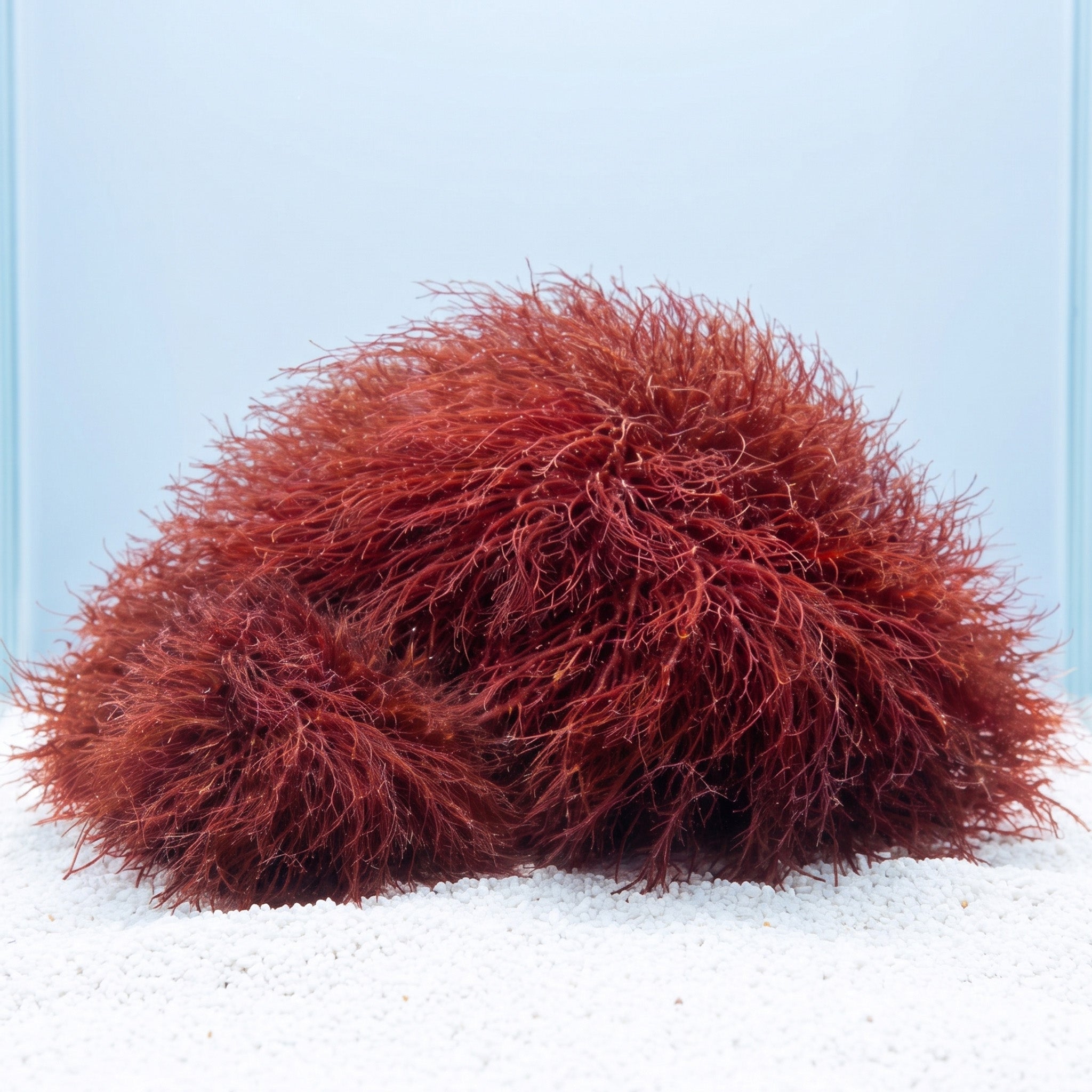 Fire Silk Macroalgae