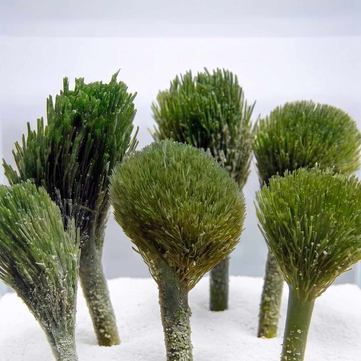 Shaving Brush Macroalgae