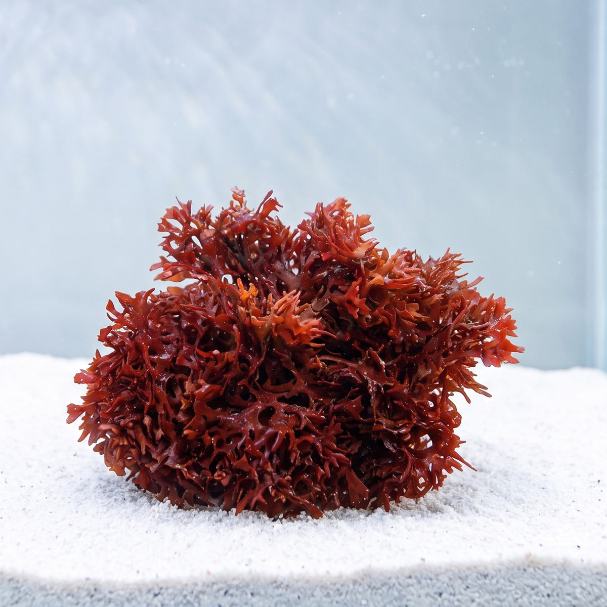 Pom Pom Macroalgae