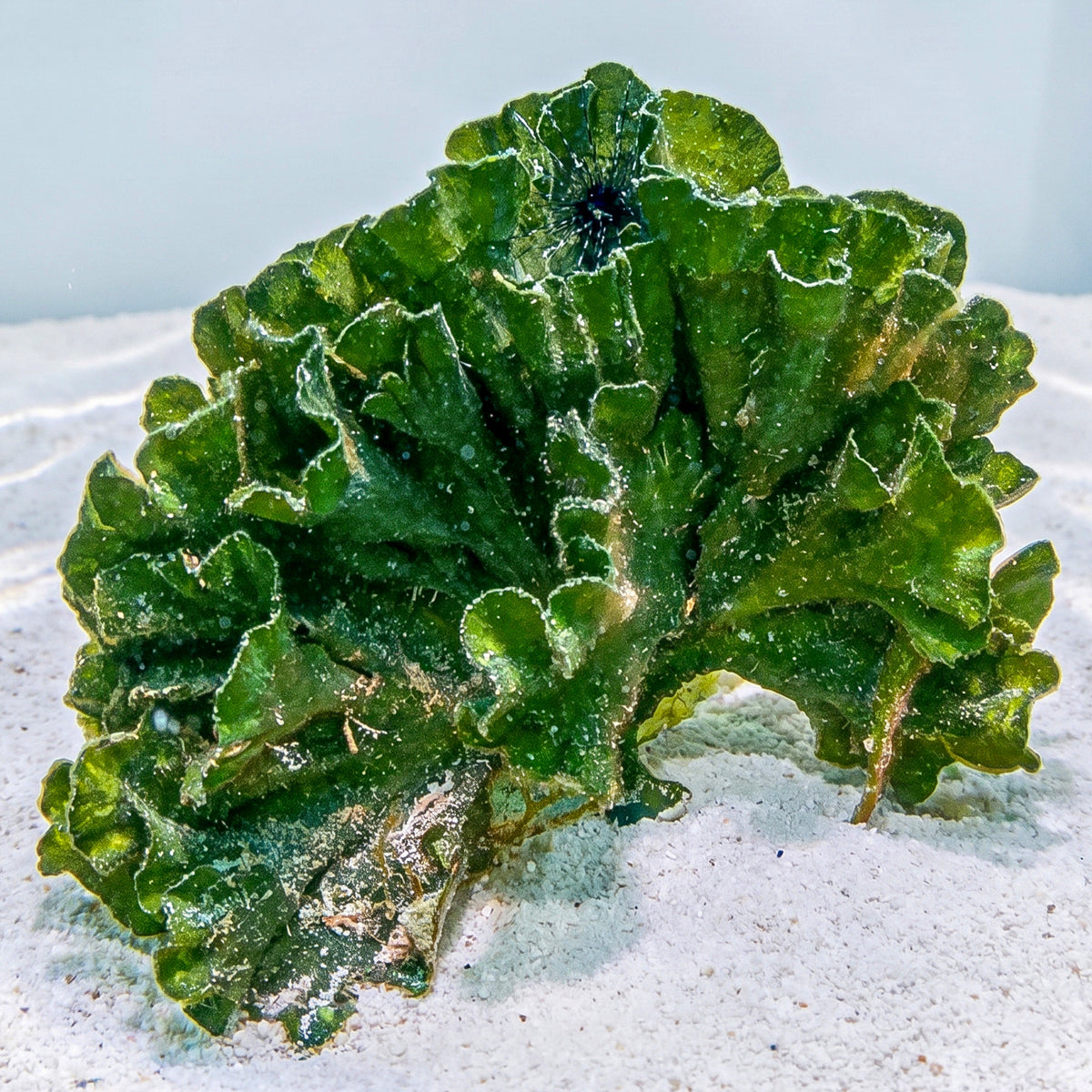 Mermaid's Fan Macroalgae