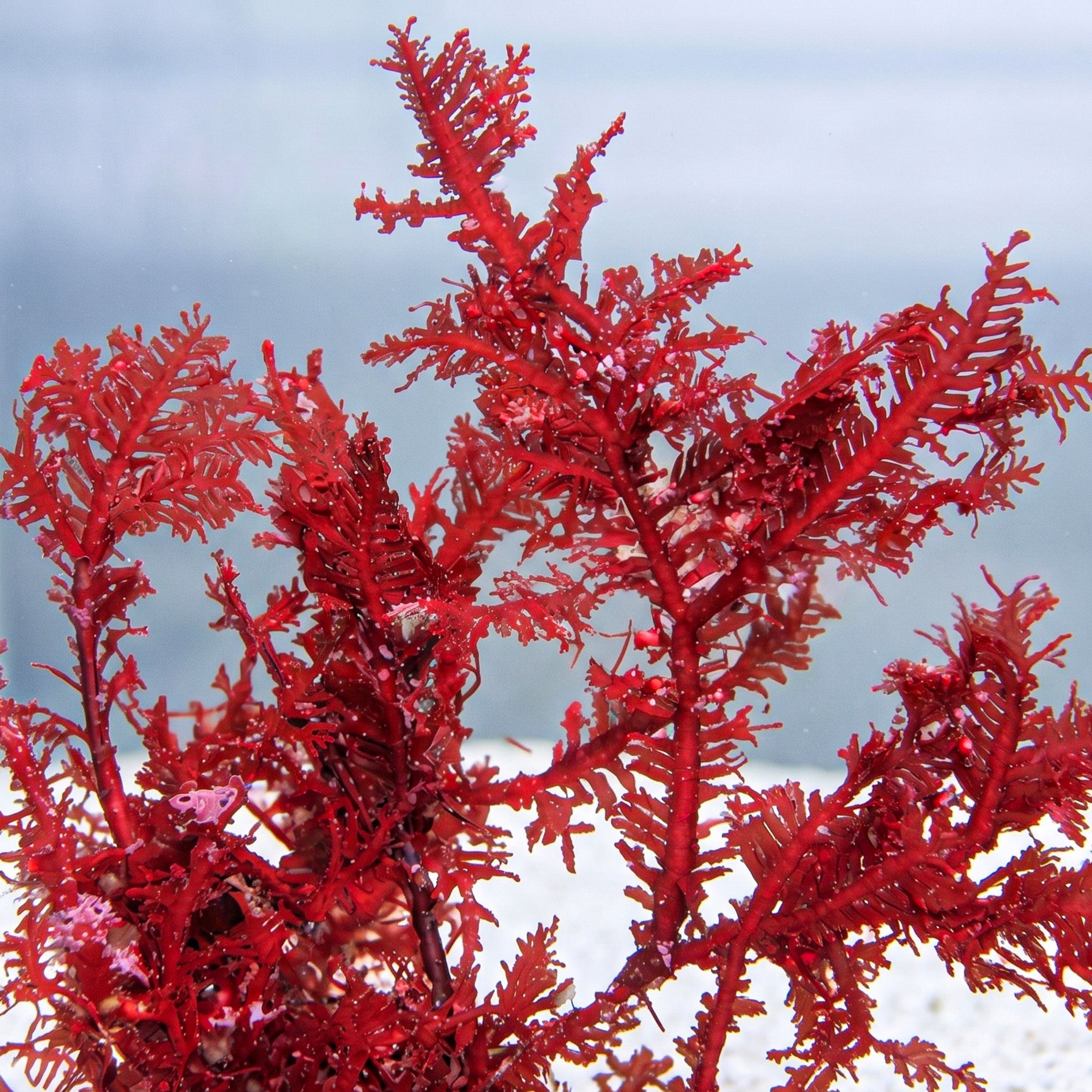 Red Fern Macroalgae
