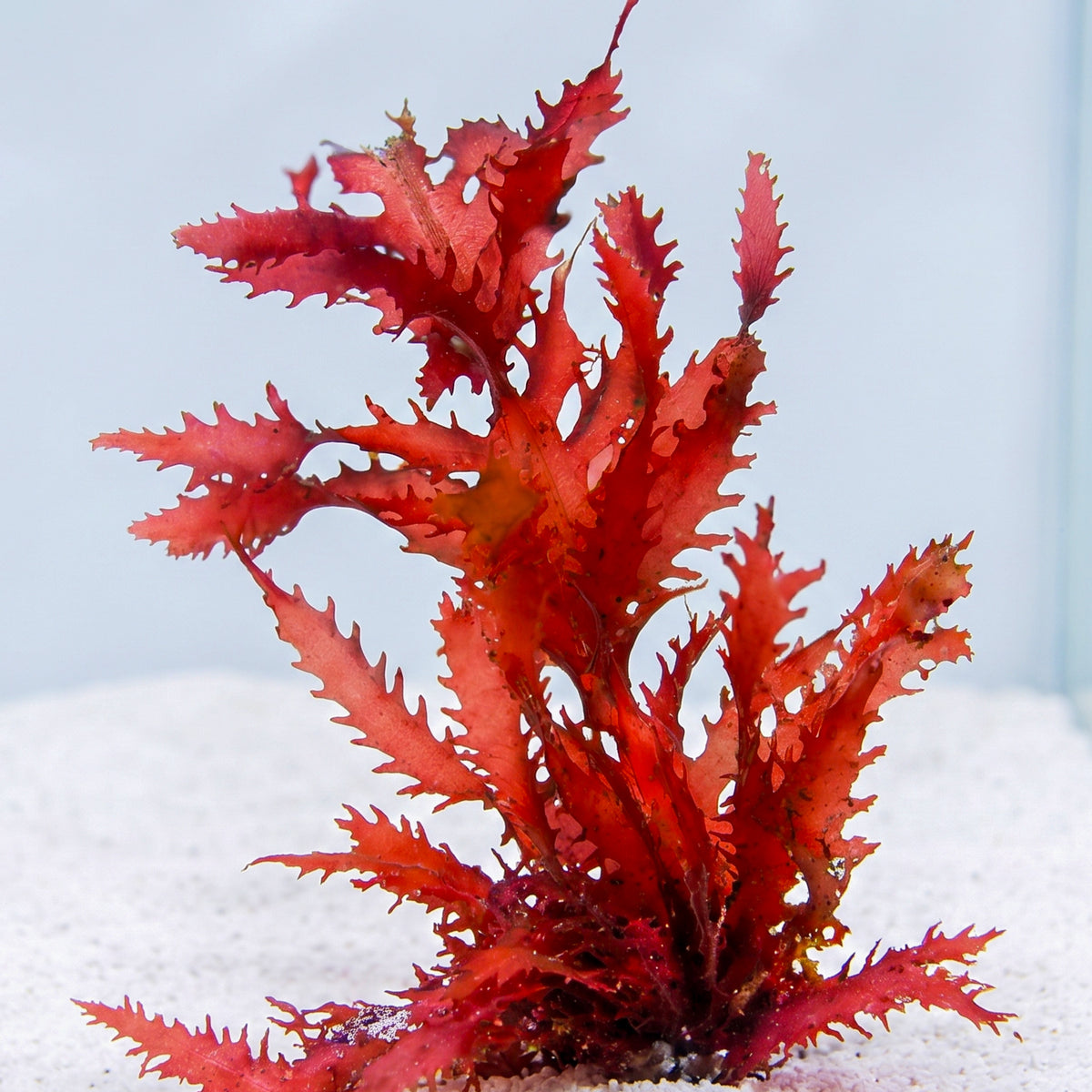 Scarlet Serrata Macroalgae