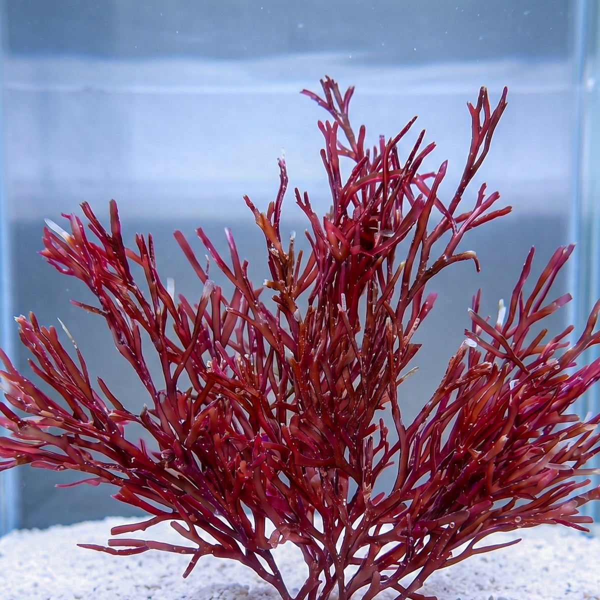 Vermillion Bonsai Macroalgae