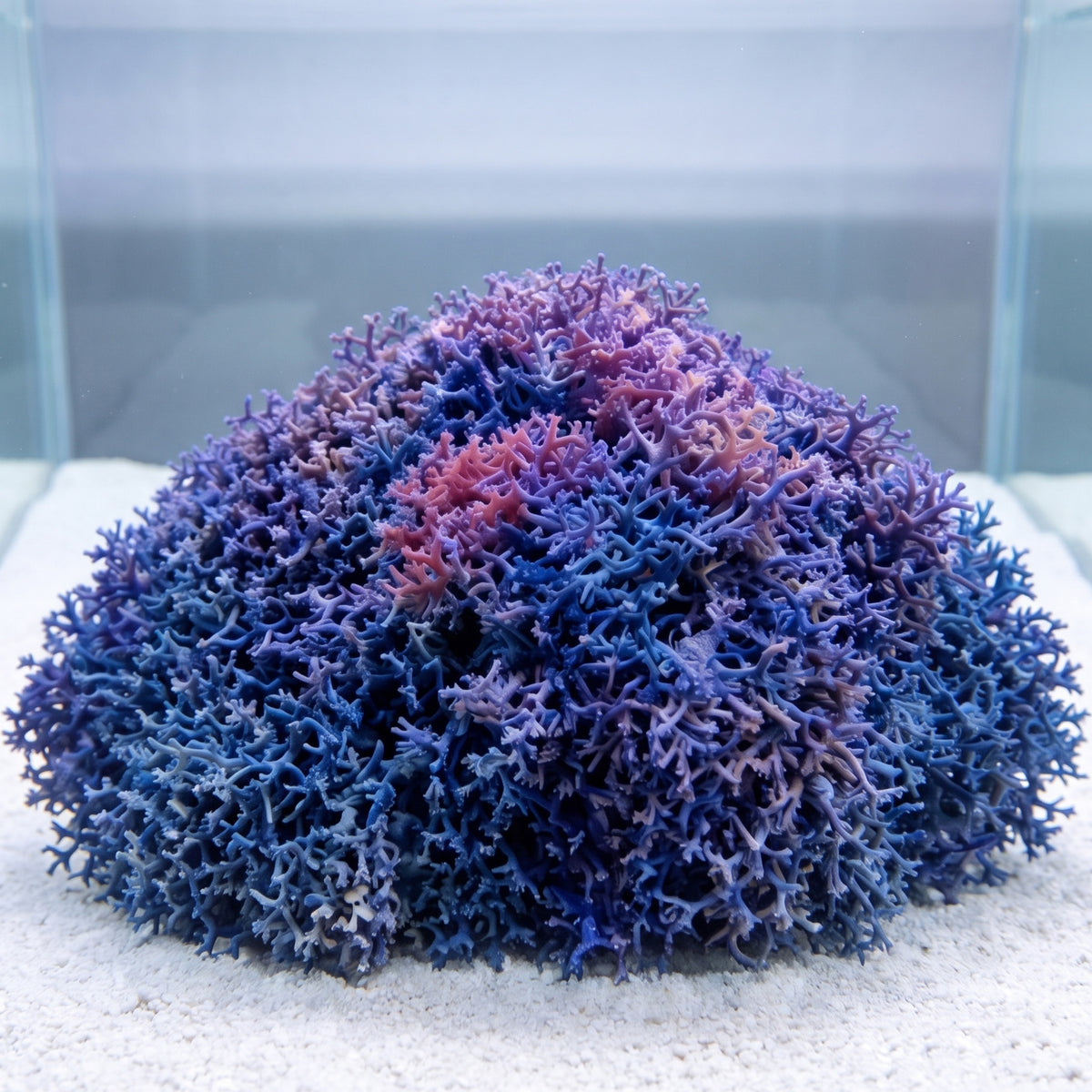 Blue Octhodes Macroalgae