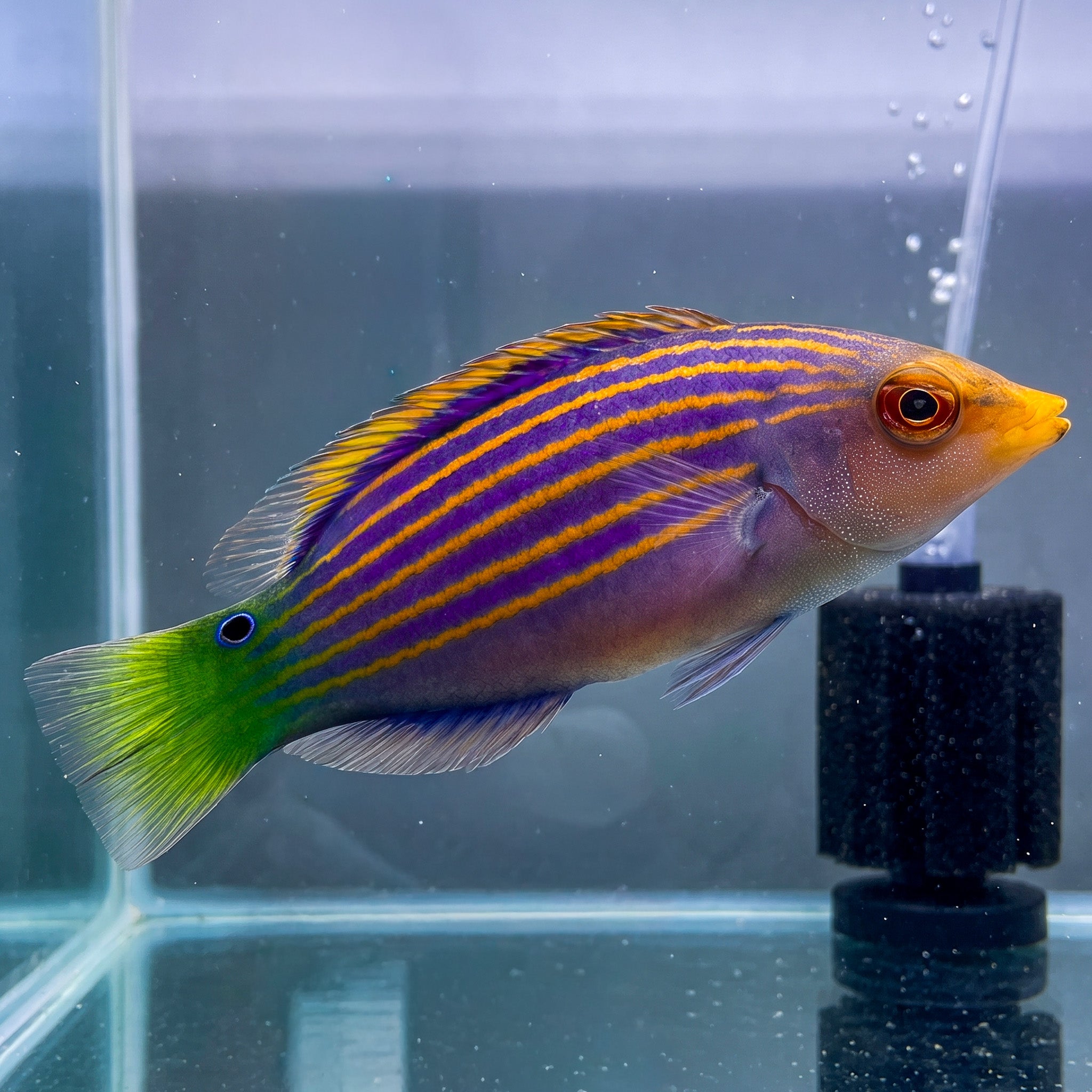 Six-Line Wrasse