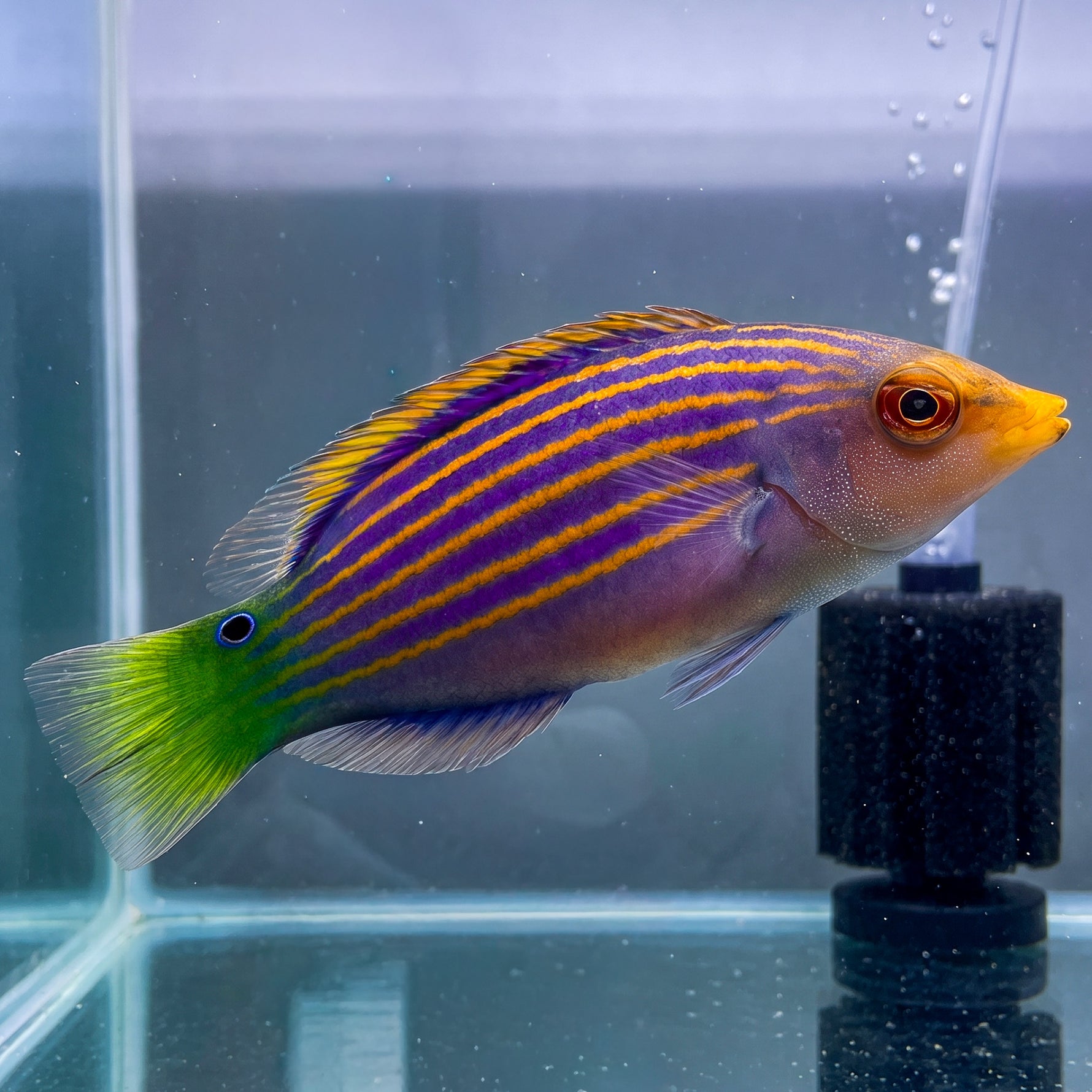 Six-Line Wrasse