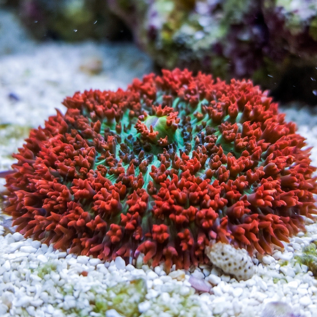 Red St Thomas Mushroom